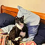 Mustache is registered to the contest to win money with this photo: cat, tuxedo_cat, bed, blanket, pillow, wooden_headboard, indoor, pet, feline, resting, black_and_white, fur, animal, cozy, curious, domestic_cat, sleeping_area, relaxed, comfort, household