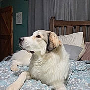 Rex joined the competition — help win amazing prizes! dog, bed, bedding, pillow, curtain, wood, headboard, furniture, indoor, pet, lying_down, fur, canine, domestic_animal, resting, calm, looking_away, comfort, cozy, room