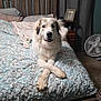 Rex is registered to the contest to win money with this photo: dog, bed, bedroom, quilt, pillow, wooden_headboard, fan, curtains, carpet, furniture, pet, canine, indoor, relaxed, crossed_paws, white_dog, fluffy, cozy, resting, home