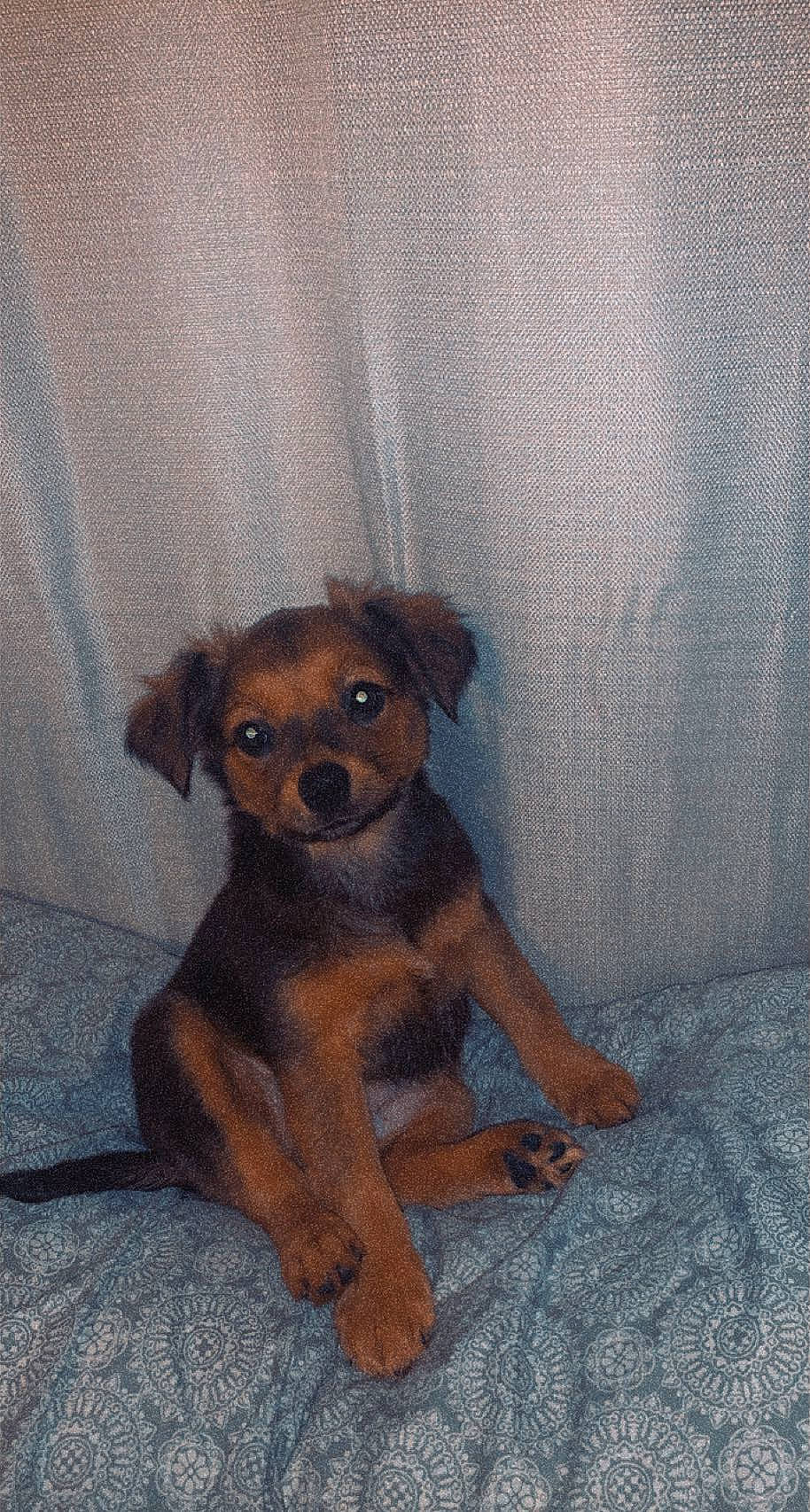 Gracie Mae joined the competition — help win amazing prizes! canidae, carnivore, chihuahua, companion_dog, dog, dog_breed, fawn, fur, grey, liver, paw, snout, sporting_group, tail, terrestrial_animal, toy, toy_dog, whiskers, wood, working_animal