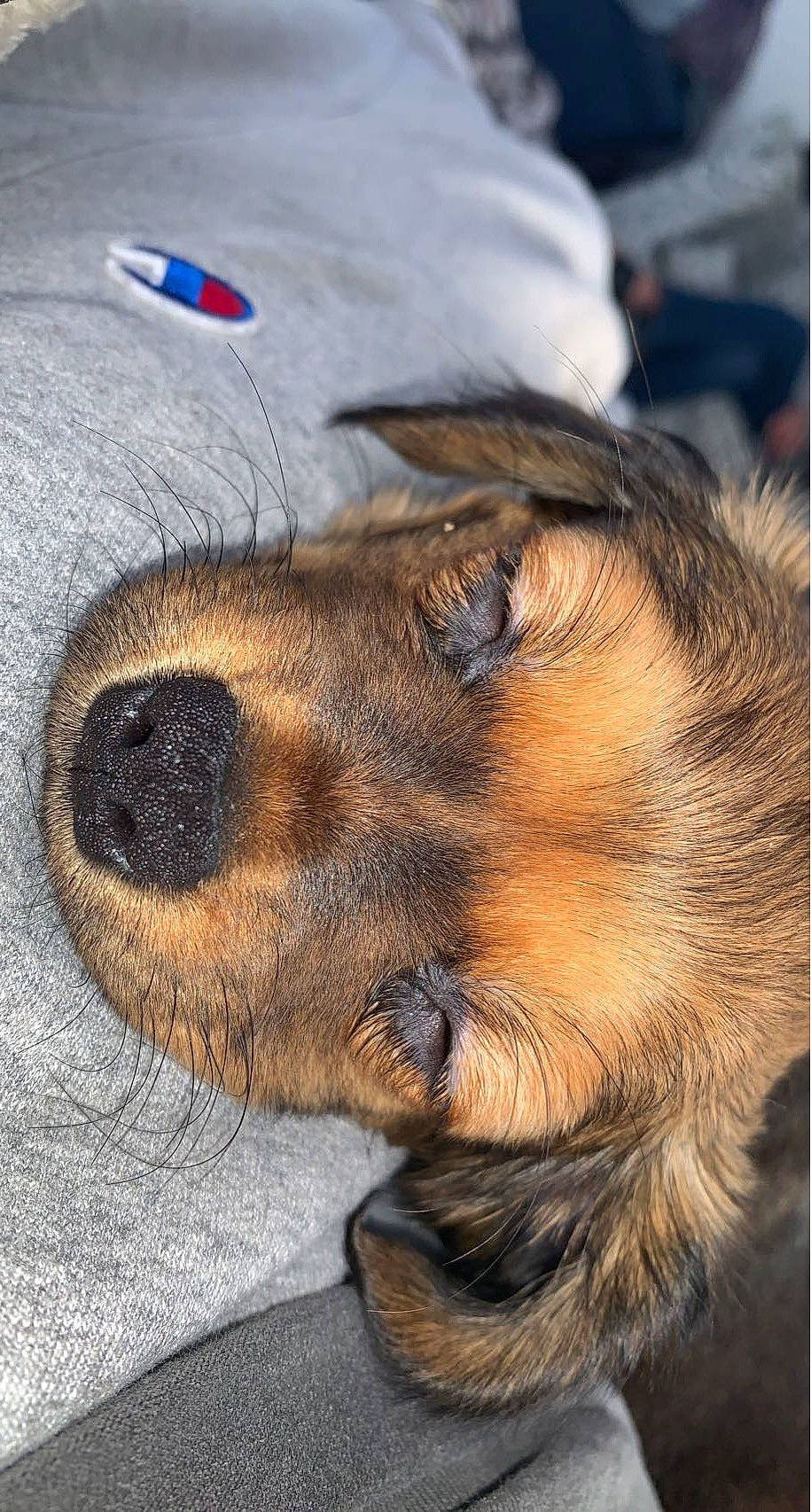 Gracie Mae is registered to the contest to win money with this photo: canidae, carnivore, companion_dog, dog, dog_breed, fawn, fur, leash, liver, paw, snout, sporting_group, street_dog, terrestrial_animal, terrier, whiskers, wildlife, working_animal, working_dog, working_terrier