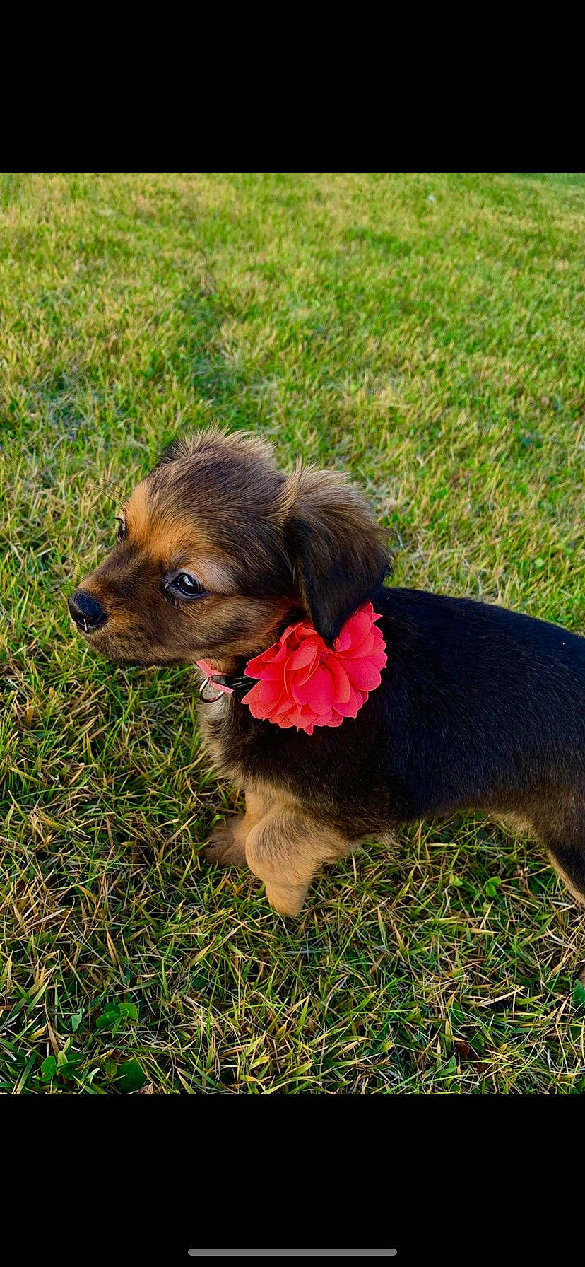 Gracie Mae joined the competition — help win amazing prizes! carnivore, collar, companion_dog, dog, dog_breed, dog_collar, dog_supply, fawn, fur, grass, leash, liver, pet_supply, plant, spaniel, sporting_group, tail, terrier, toy_dog, working_animal