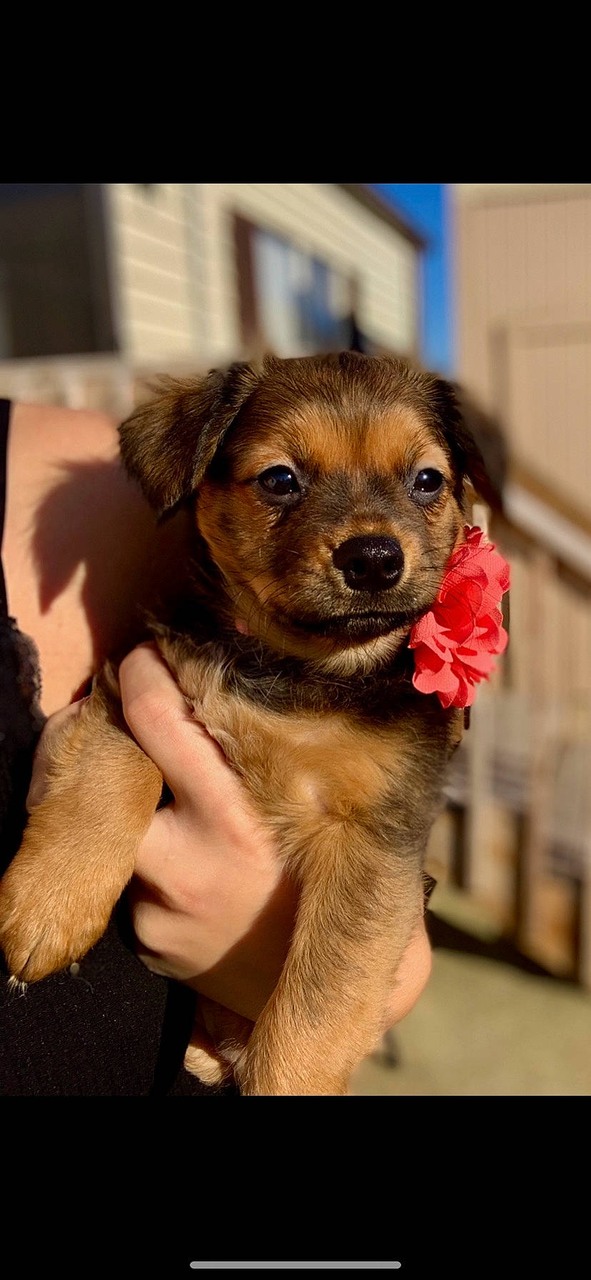 Gracie Mae joined the competition — help win amazing prizes! canidae, carnivore, collar, companion_dog, dog, dog_breed, fawn, fur, leash, puppy, snout, sporting_group, whiskers, working_animal, working_dog