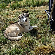 Uriaux participe au concours pour gagner de l'argent avec cette photo : dog, grass, outdoor, sunlight, fence, animal, pet, nature, relaxing, tongue_out, fur, canine, summer, field, resting, greenery, daylight, backyard, mammal, domestic_animal