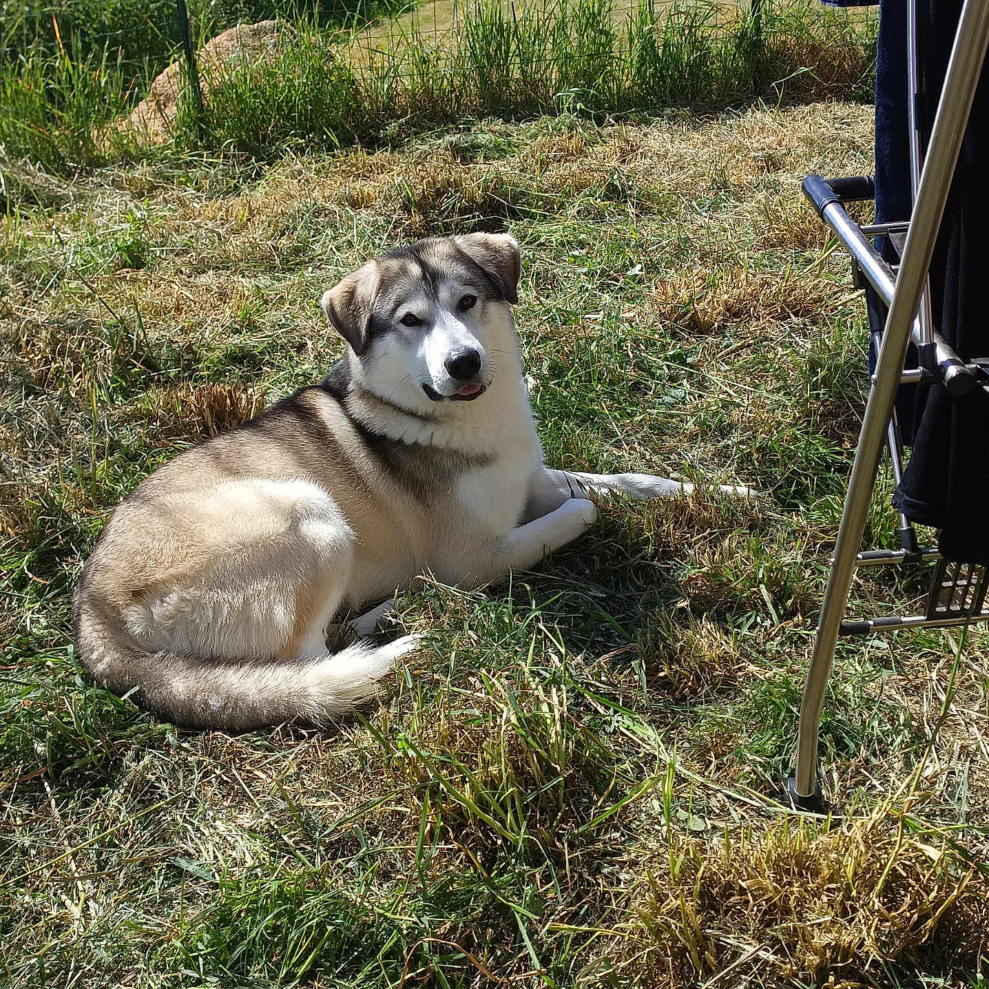 Uriaux participe au concours pour gagner de l'argent avec cette photo : animal, backyard, canine, daylight, dog, domestic_animal, fence, field, fur, grass, greenery, mammal, nature, outdoor, pet, relaxing, resting, summer, sunlight, tongue_out