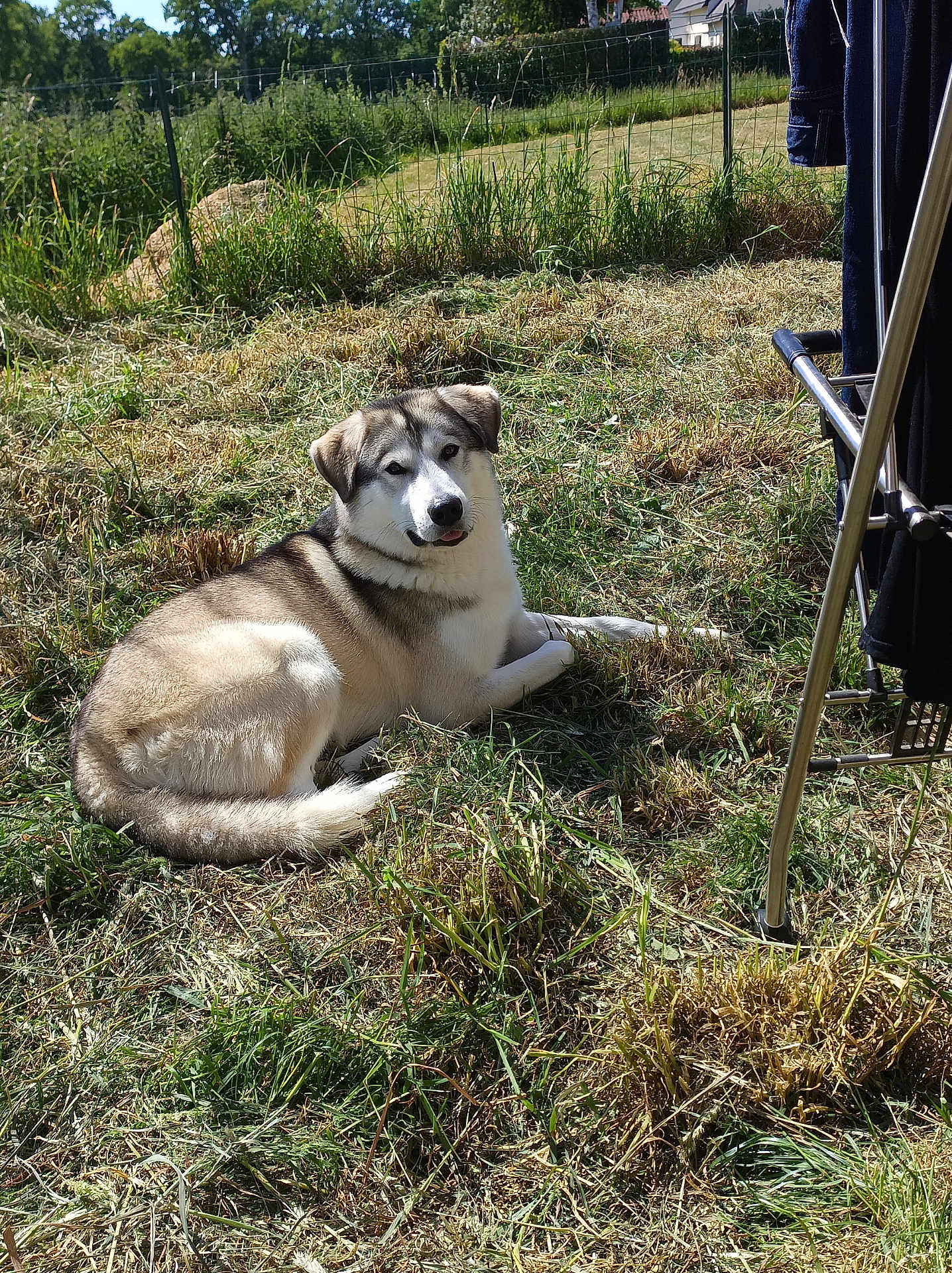 Uriaux participe au concours pour gagner de l'argent avec cette photo : dog, grass, outdoor, sunlight, fence, animal, pet, nature, relaxing, tongue_out, fur, canine, summer, field, resting, greenery, daylight, backyard, mammal, domestic_animal