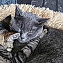 cat, cats, sleeping, snuggling, cozy, pet_bed, gray_cat, tabby_cat, fur, close_up, resting, domestic_cat, animal, feline, cute, indoor, relaxing, companion, warm, soft