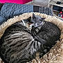 cat, cats, pet_bed, snuggling, sleeping, tabby_cat, gray_cat, fur, cozy, indoor, home, floor_tiles, pink_wall, cuddle, domestic_animal, animal, resting, cute, two_animals, companion