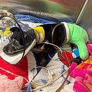 Shadow Saville is registered to the contest to win money with this photo: dog, oxygen_cone, cast, medical_tubes, towel, veterinary, hospital, recovery, black_dog, pet_care, injury, bandage, plastic_cone, medical_equipment, indoor, animal_care, resting, injured_pet, cute, hopeful