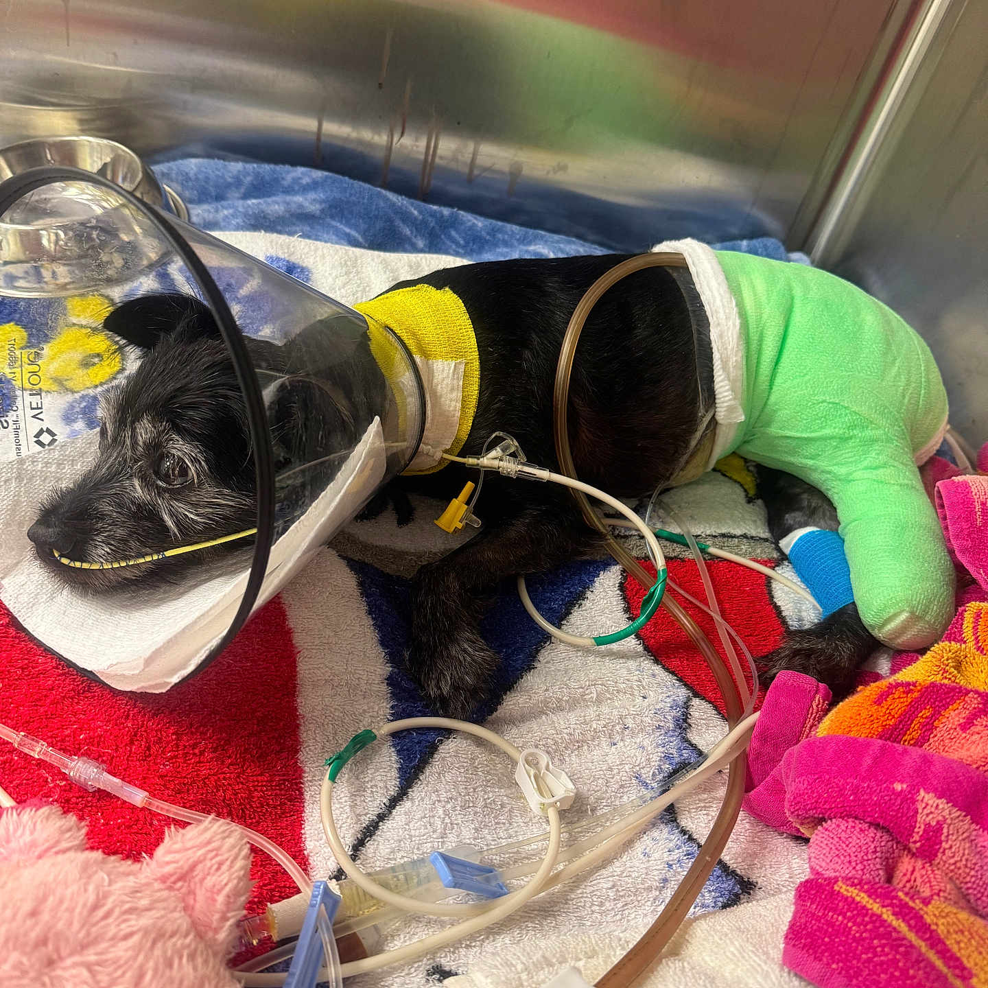 Shadow Saville is registered to the contest to win money with this photo: animal_care, bandage, black_dog, cast, cute, dog, hopeful, hospital, indoor, injured_pet, injury, medical_equipment, medical_tubes, oxygen_cone, pet_care, plastic_cone, recovery, resting, towel, veterinary