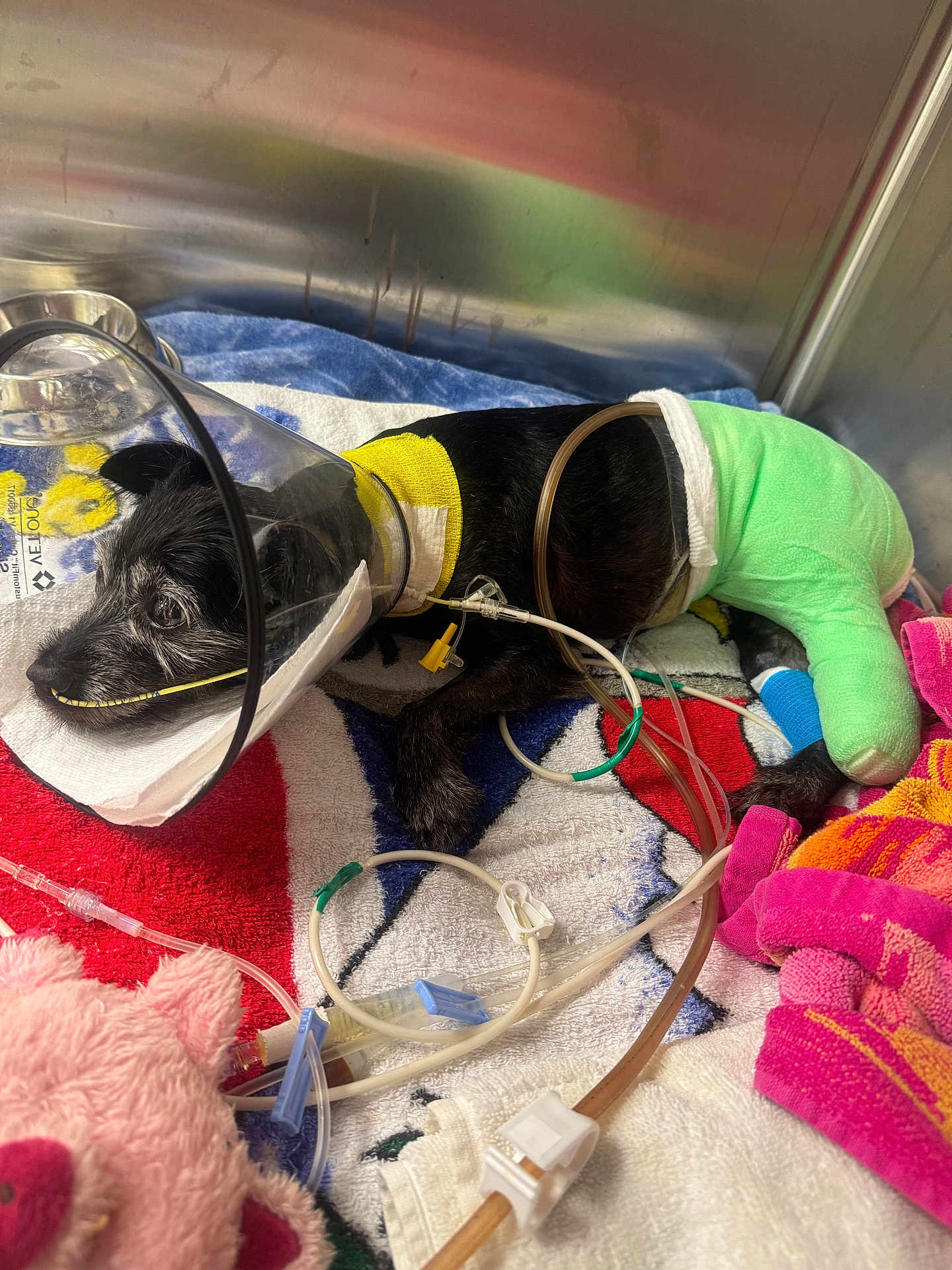 Shadow Saville is registered to the contest to win money with this photo: dog, oxygen_cone, cast, medical_tubes, towel, veterinary, hospital, recovery, black_dog, pet_care, injury, bandage, plastic_cone, medical_equipment, indoor, animal_care, resting, injured_pet, cute, hopeful