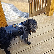 Shadow Saville is registered to the contest to win money with this photo: animal, black_fur, boat, canine, casual, daylight, dog, fence, fur, grass, gravel_path, leather_jacket, looking_back, nature, outdoor, patch, pet, railing, trees, wooden_deck