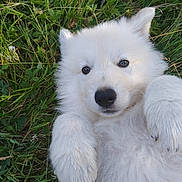Aloa participe au concours pour gagner de l'argent avec cette photo : puppy, dog, white_fur, grass, outdoor, pet, cute, fluffy, animal, nature, paw, lying_down, closeup, adorable, young, playful, friendly, canine, small, portrait