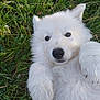 puppy, dog, white_fur, grass, outdoor, pet, cute, fluffy, animal, nature, paw, lying_down, closeup, adorable, young, playful, friendly, canine, small, portrait