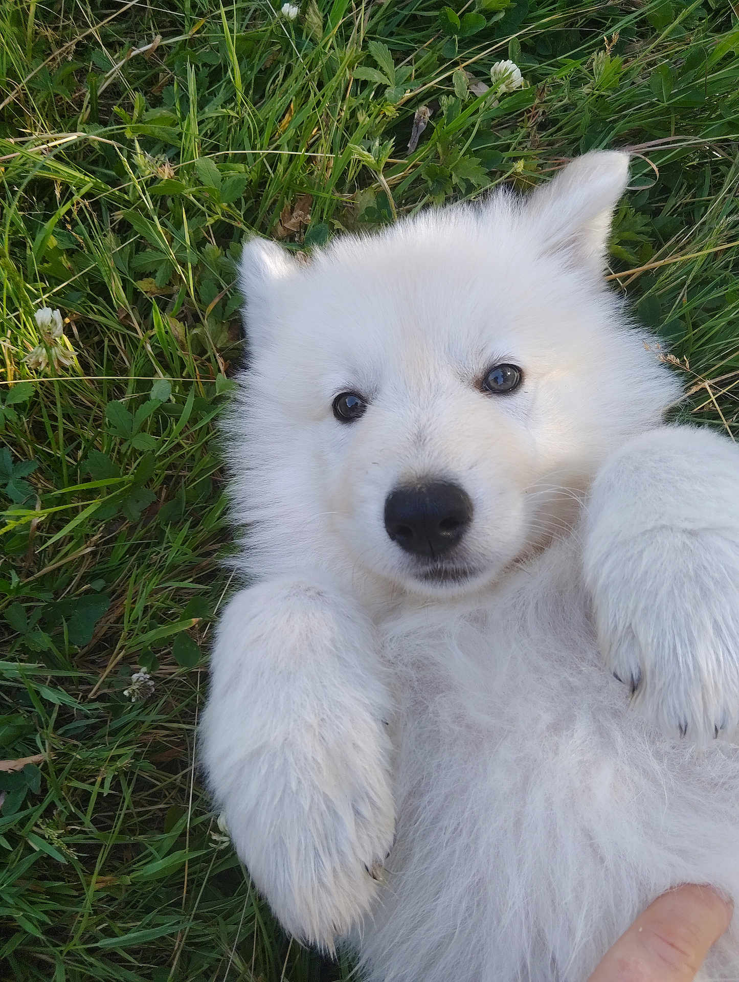 Aloa participe au concours pour gagner de l'argent avec cette photo : puppy, dog, white_fur, grass, outdoor, pet, cute, fluffy, animal, nature, paw, lying_down, closeup, adorable, young, playful, friendly, canine, small, portrait