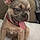 Arlo