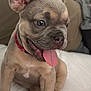puppy, dog, tongue_out, close_up, pet, cute, young_dog, sitting, indoor, bed, collar, animal, canine, fur, ears, nose, playful, happy, domestic_animal, companion