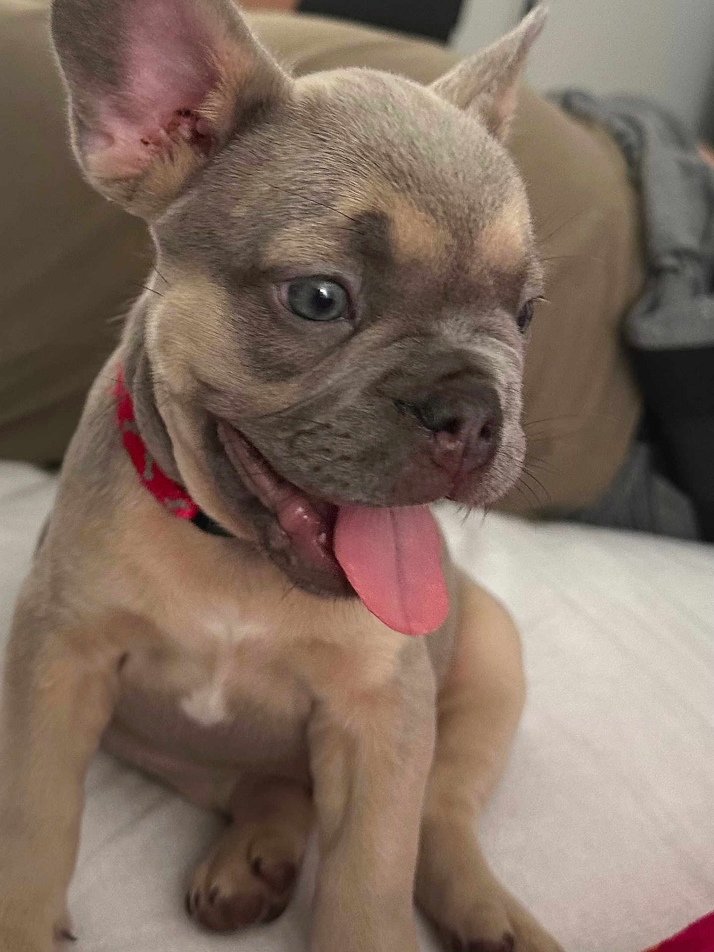 Arlo is registered to the contest to win money with this photo: puppy, dog, tongue_out, close_up, pet, cute, young_dog, sitting, indoor, bed, collar, animal, canine, fur, ears, nose, playful, happy, domestic_animal, companion