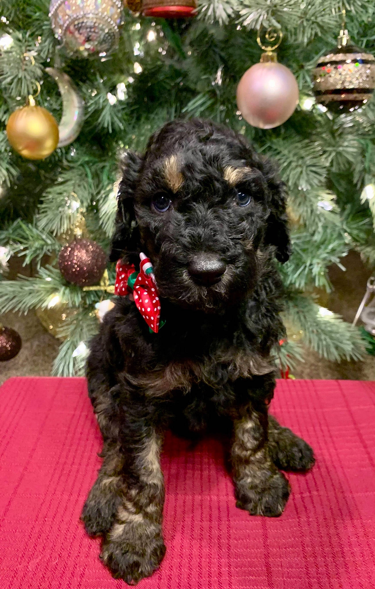 Una joined the competition — help win amazing prizes! canidae, carnivore, christmas, christmas_decoration, christmas_eve, christmas_ornament, christmas_tree, companion_dog, dog, dog_breed, fur, holiday, holiday_ornament, ornament, pine_family, puppy, snout, sporting_group, toy_dog, working_animal