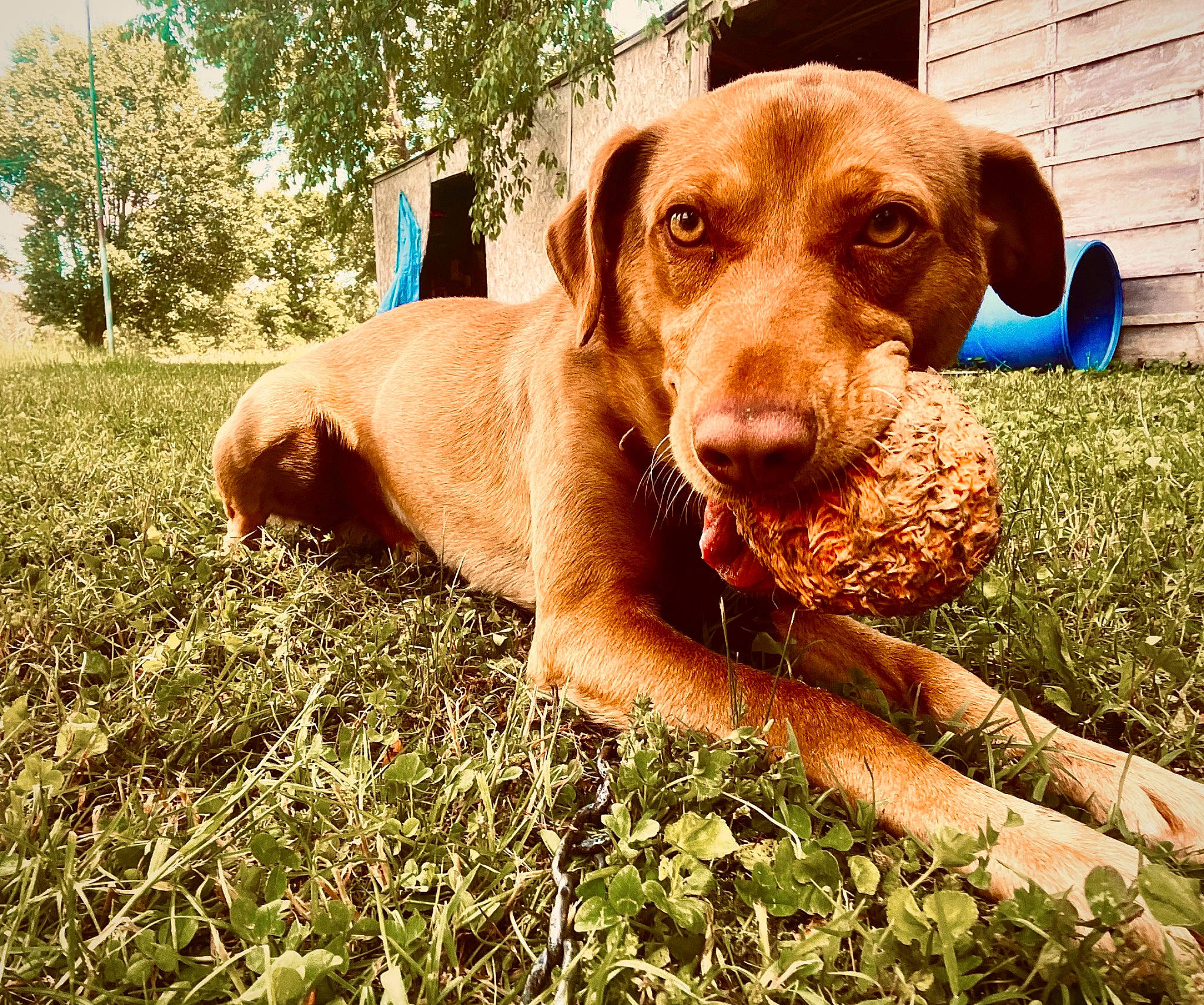 Kacey joined the competition — help win amazing prizes! ball, canidae, carnivore, companion_dog, dog, dog_breed, fawn, grass, gun_dog, hound, hunting_dog, liver, plant, pointing_breed, snout, sporting_group, terrestrial_animal, tree, whiskers, working_animal