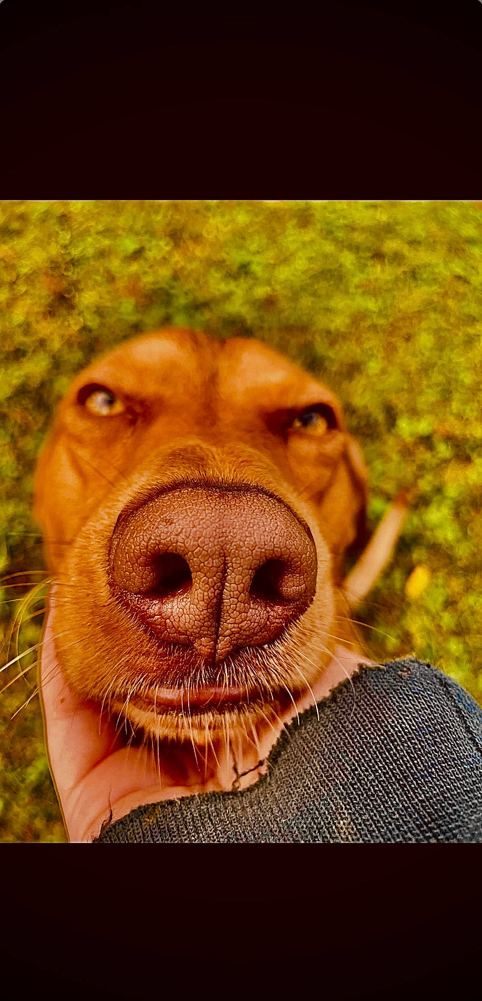 Kacey is registered to the contest to win money with this photo: canidae, carnivore, companion_dog, dog, dog_breed, ear, fawn, fur, grass, gun_dog, happy, liver, pointing_breed, retriever, smile, snout, sporting_group, terrestrial_animal, whiskers, working_animal