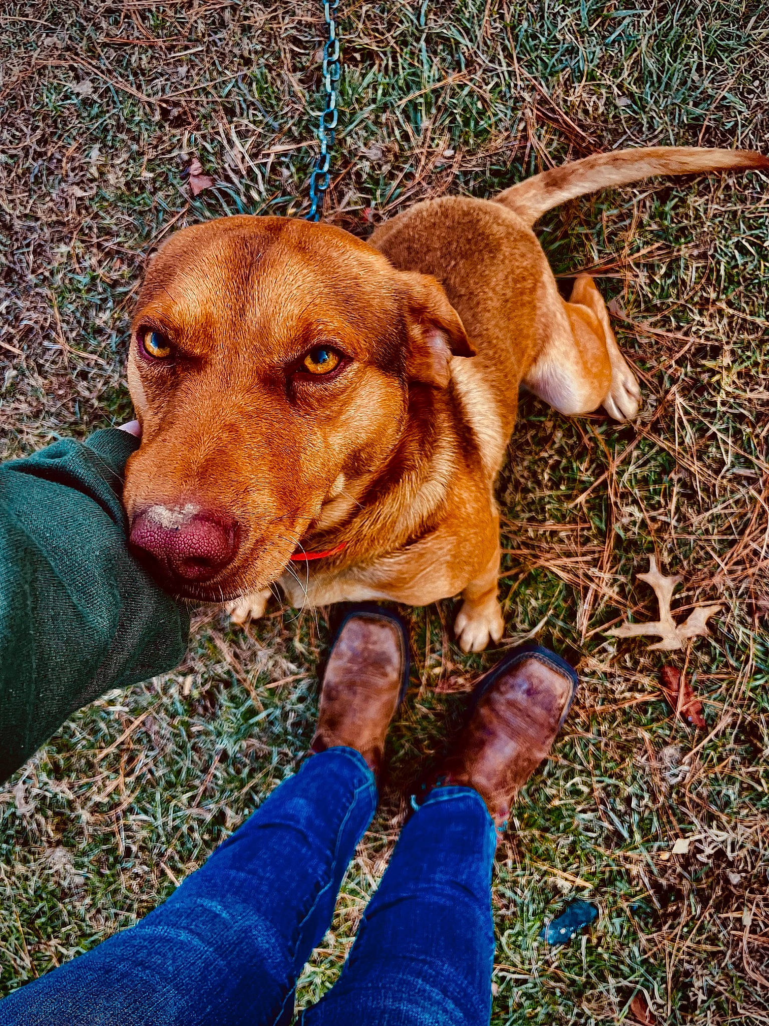 Kacey is registered to the contest to win money with this photo: canidae, carnivore, companion_dog, dog, dog_breed, dog_supply, fawn, fur, grass, hound, hunting_dog, liver, people_in_nature, plant, puppy, scent_hound, snout, sporting_group, whiskers, working_animal