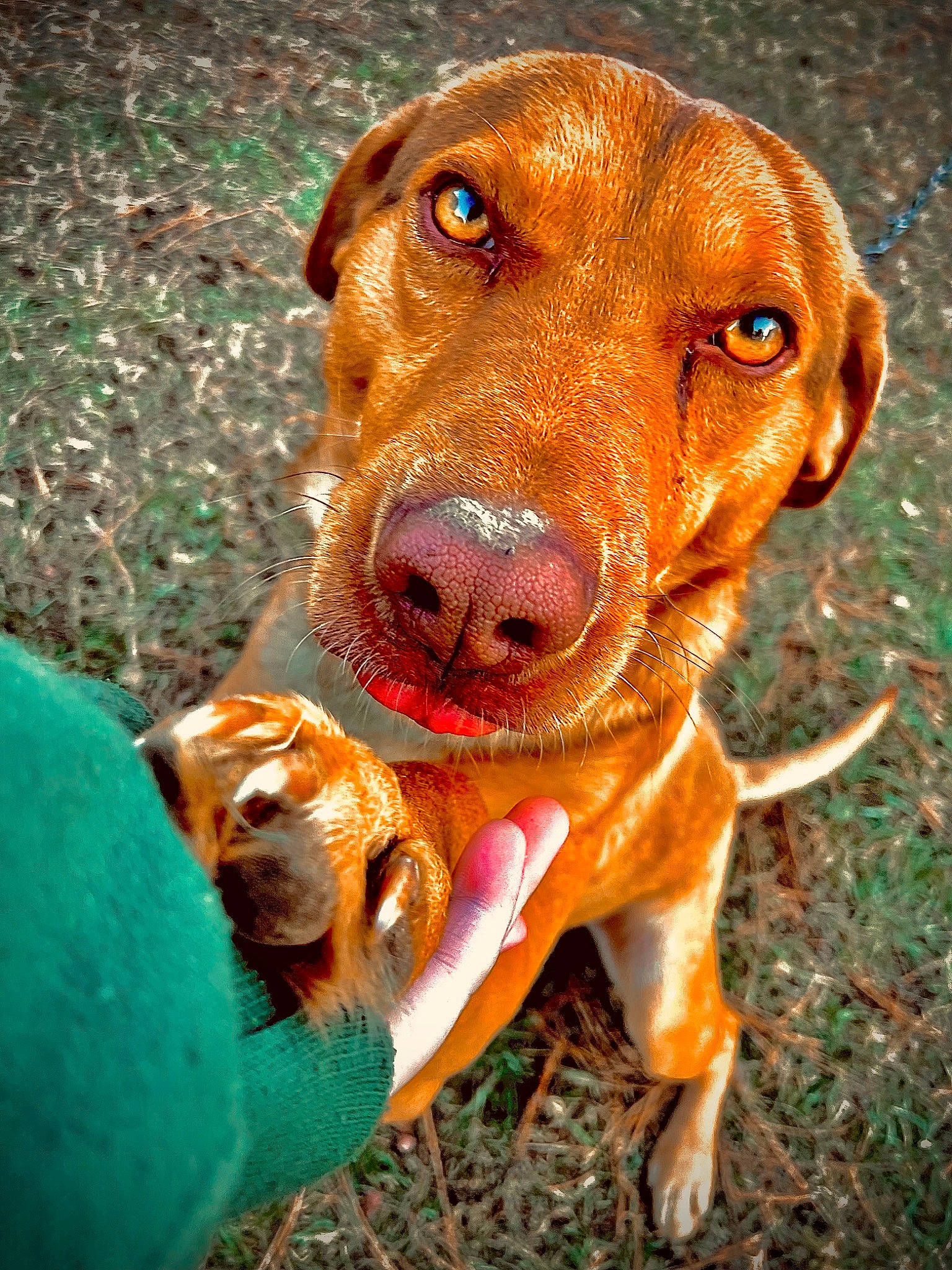 Kacey is registered to the contest to win money with this photo: ball, canidae, carnivore, companion_dog, dog, dog_breed, fawn, grass, gun_dog, hound, hunting_dog, liver, plant, snout, sporting_group, tennis_ball, toy, whiskers, working_animal, working_dog