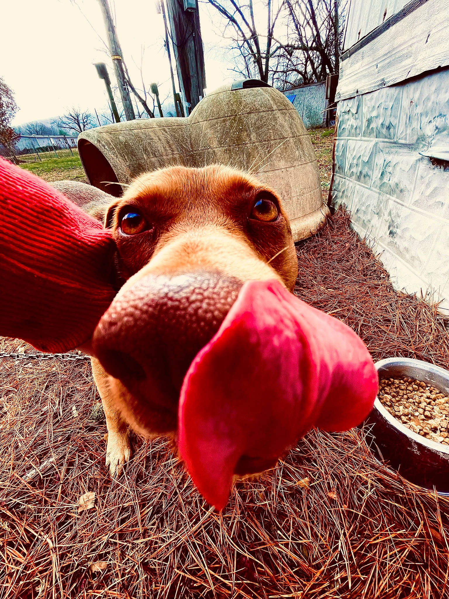 Kacey is registered to the contest to win money with this photo: close_up, domestic_pig, fawn, fur, goats, grass, happy, horn, human_leg, landscape, livestock, magenta, pink, plant, sky, snout, suidae, terrestrial_animal, whiskers, working_animal