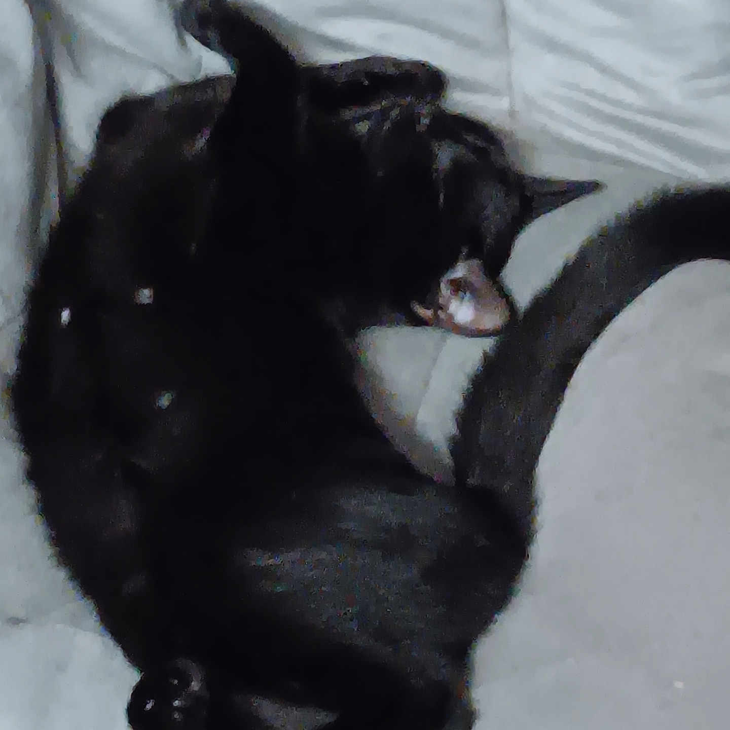 Tiffany is registered to the contest to win money with this photo: cat, black_cat, pet, animal, indoor, couch, furniture, relaxing, lying_down, tail, ear, sleeping, cozy, home, feline, whiskers, paw, stretching, resting, domestic_cat