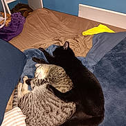 Tiffany is registered to the contest to win money with this photo: cat, cats, black_cat, tabby_cat, sleeping, cuddling, bed, blanket, pillow, cozy, indoor, feline, pet, animal, resting, comfort, snuggle, fur, cute, nap