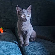 Norman joined the competition — help win amazing prizes! kitten, cat, gray_cat, couch, furniture, cushion, blanket, toy, wooden_toy, remote_control, indoor, pet, animal, wide_eyes, alert, sitting, blue, cozy, home, curious