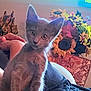 Norman is registered to the contest to win money with this photo: kitten, cat, pet, indoor, flower_arrangement, sunflowers, person, arm, furniture, blanket, cozy, curious, fur, ears, eyes, decor, background, soft_light, sitting, animal