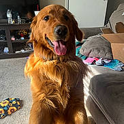 Thor joined the competition — help win amazing prizes! dog, golden_retriever, pet, indoor, living_room, carpet, couch, television, paw, human_hand, tongue_out, happy, fur, sunlight, box, blanket, clothing, furniture, smile, animal