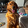 dog, golden_retriever, pet, indoor, living_room, carpet, couch, television, paw, human_hand, tongue_out, happy, fur, sunlight, box, blanket, clothing, furniture, smile, animal