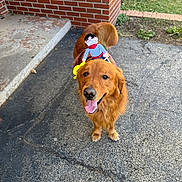Thor joined the competition — help win amazing prizes! animal, brick_porch, cowboy_doll, cute, dog, driveway, fall, golden_retriever, grass, halloween, happy, outdoor, pet, playful, pumpkins, sidewalk, smiling, tail, tongue_out, toy