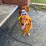 animal, brick_porch, cowboy_doll, cute, dog, driveway, fall, golden_retriever, grass, halloween, happy, outdoor, pet, playful, pumpkins, sidewalk, smiling, tail, tongue_out, toy