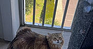 Charlie is registered to the contest to win money with this photo: balcony, brown, cat, daylight, feline, floor, fur, gray, indoor, long_hair, outdoor_view, parking_lot, pet, relaxed, resting, scratching_post, sunlight, tail, trees, window_bars