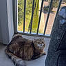balcony, brown, cat, daylight, feline, floor, fur, gray, indoor, long_hair, outdoor_view, parking_lot, pet, relaxed, resting, scratching_post, sunlight, tail, trees, window_bars
