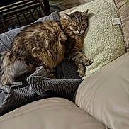 Charlie joined the competition — help win amazing prizes! animal, blanket, brown, cat, comfortable, couch, cozy, feline, fur, gray, home, indoor, living_room, pet, pillow, relaxed, resting, sleepy, soft_texture, tabby_cat