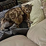 animal, blanket, brown, cat, comfortable, couch, cozy, feline, fur, gray, home, indoor, living_room, pet, pillow, relaxed, resting, sleepy, soft_texture, tabby_cat