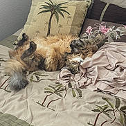 Charlie is registered to the contest to win money with this photo: cat, fluffy, bed, pillow, blanket, indoor, relaxed, sleeping, fur, pet, home, cozy, resting, animal, cute, domestic, comfort, feline, pattern, textile