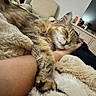 Charlie is registered to the contest to win money with this photo: arm, blanket, cat, comfort, cozy, dorm_room, drawer, feline, furniture, furry, hand, indoor, nap, pet, relaxation, resting, sleeping, soft_texture, tabby_cat, television