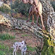 Vladyss a rejoint le concours — aidez-le/la à gagner de superbes lots ! dog, tree, forest, nature, outdoor, moss, branch, grass, dalmatian, brown_dog, animal, pets, sunlight, greenery, wood, canine, spot, standing, looking, wildlife