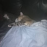Zuko joined the competition — help win amazing prizes! cat, tabby, sleeping, blanket, couch, leather, indoor, cozy, resting, feline, pet, animal, relaxing, soft, comfort, fur, paw, snuggled, home, nap