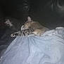 cat, tabby, sleeping, blanket, couch, leather, indoor, cozy, resting, feline, pet, animal, relaxing, soft, comfort, fur, paw, snuggled, home, nap