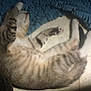 Zuko is registered to the contest to win money with this photo: cat, tabby, sleeping, floor, sunlight, blue_mat, indoor, pet, animal, striped, relaxed, tile, paw, whiskers, feline, domestic_cat, laying_down, cozy, resting, shadow