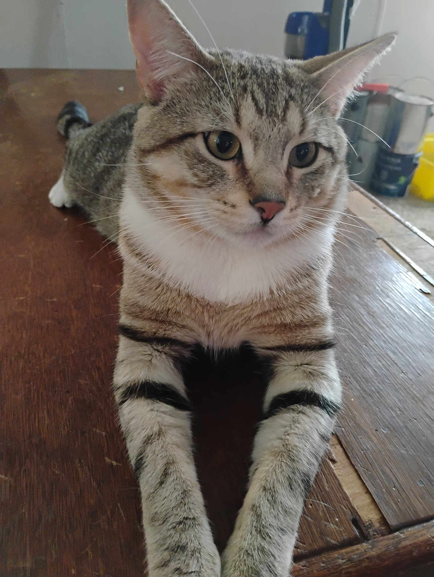 Zuko