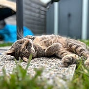 Nala participe au concours pour gagner de l'argent avec cette photo : cat, tabby, lying_down, outdoor, grass, pebble_path, relaxed, feline, pet, nature, garden, closeup, sleepy, animal, whiskers, paw, fur, peaceful, sunlight, blurred_background