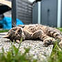cat, tabby, lying_down, outdoor, grass, pebble_path, relaxed, feline, pet, nature, garden, closeup, sleepy, animal, whiskers, paw, fur, peaceful, sunlight, blurred_background