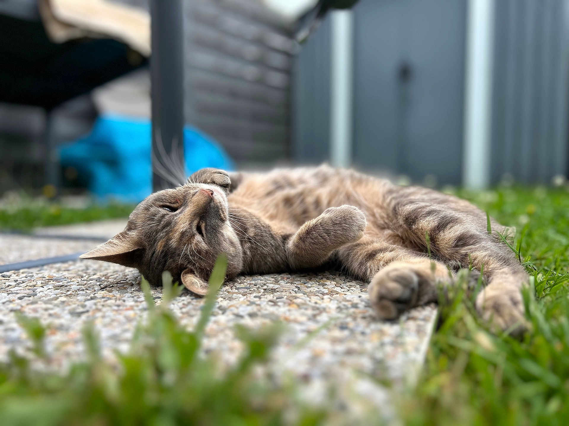 Nala participe au concours pour gagner de l'argent avec cette photo : cat, tabby, lying_down, outdoor, grass, pebble_path, relaxed, feline, pet, nature, garden, closeup, sleepy, animal, whiskers, paw, fur, peaceful, sunlight, blurred_background